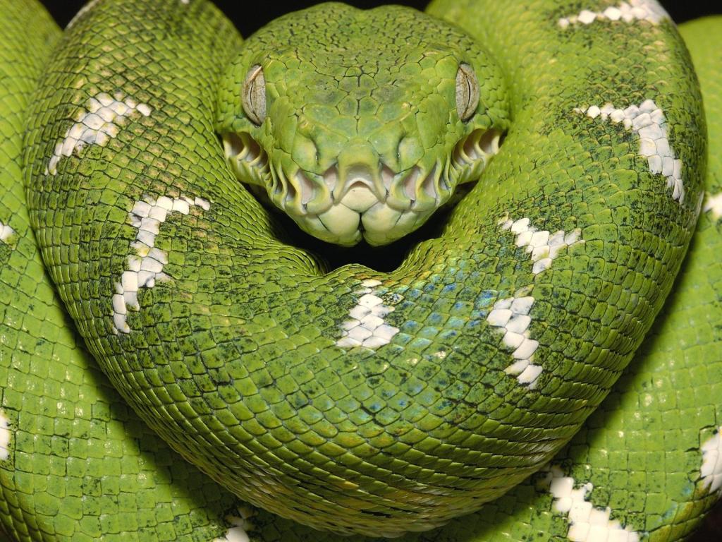 鲜绿色树蟒蛇亚马逊厄瓜多尔