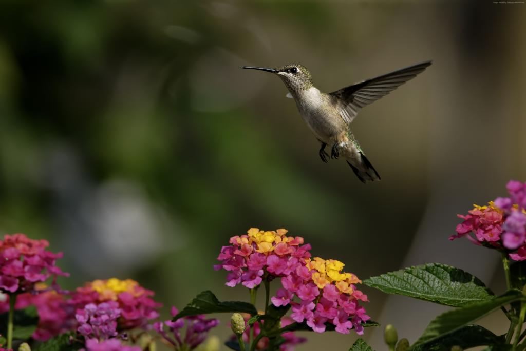colibri,鲜花,飞行,模糊（水平）