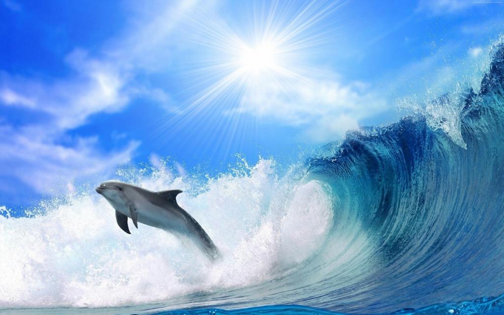 海豚,海洋,4k（水平）