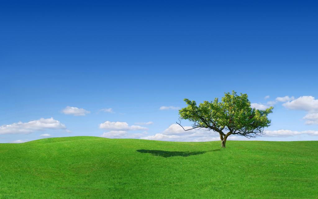 树,一个人,景观,绿草