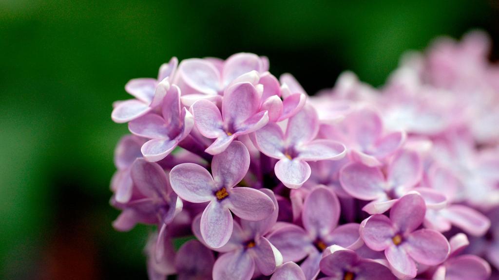 浅紫色的花1080p