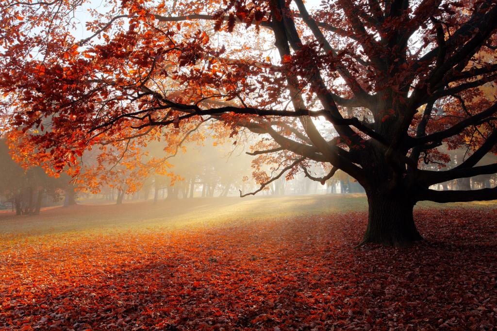 秋天公园,叶子,有雾,4K
