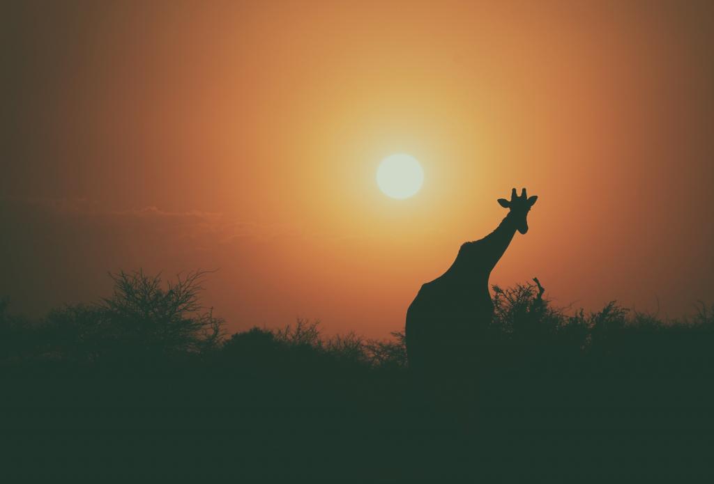 长颈鹿,日落,剪影,4 k