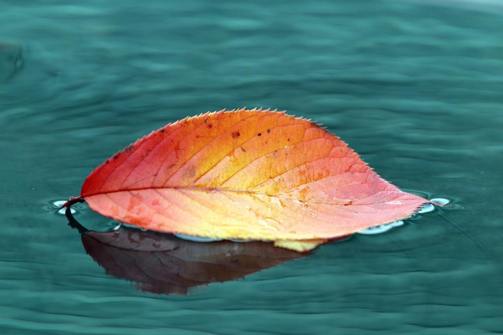秋季水上落叶唯美意境