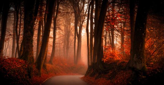 森林,秋季,通路,高清,5K