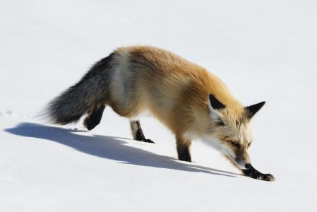 狐狸,可爱的动物,冬天,雪,5k（水平）