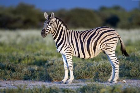 Zebra, Black & White, eye, strips (horizontal)