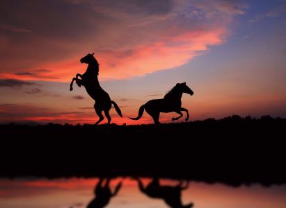 马,夜,日落,可爱的动物（水平）