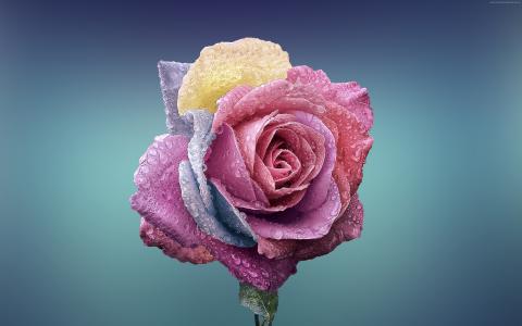 玫瑰,花,4k（水平）