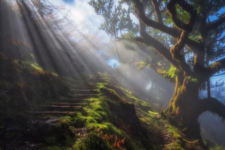 太阳光线,草,树,自然的楼梯,高清