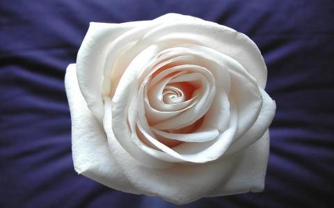 白玫瑰宽屏