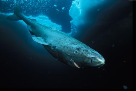 格陵兰鲨鱼,哈德逊湾,拉布拉多,潜水,旅游,碧海,世界最佳潜水点（水平）