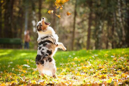 狗,小狗,跳跃,叶子,秋天,宠物,绿草,公园（水平）
