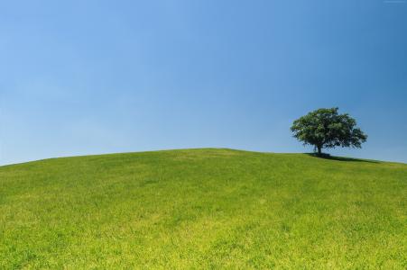 草地,4k,5k壁纸,树,天空（水平）
