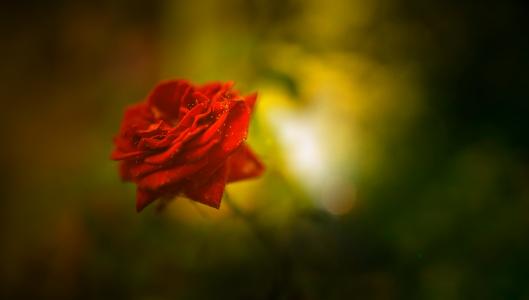红玫瑰,美丽,高清,4 k