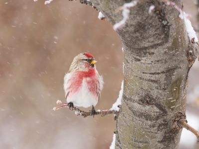 鸟,降雪,冬天