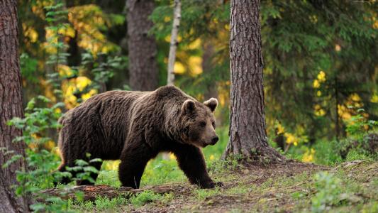 棕色的熊,熊,踩,一步,步行,森林,树木,叶子,模糊（水平）