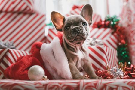 圣诞节,新年,小狗,可爱的动物,5k（水平）