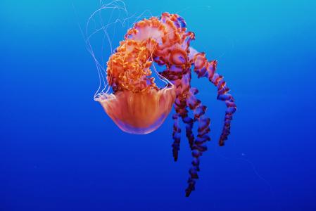 水母,蒙特利湾水族馆,加利福尼亚州,美国,高清,5K