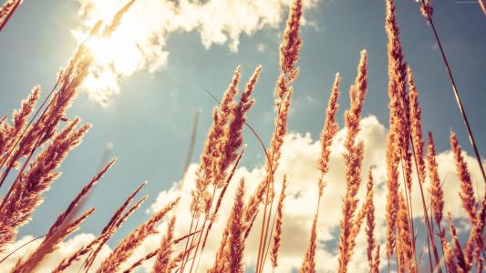 小麦,4k,高清壁纸,草地,天空（水平）