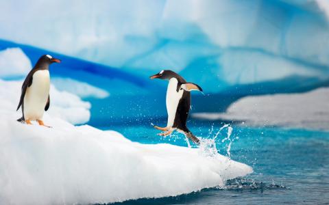 Gentoo企鹅南极洲