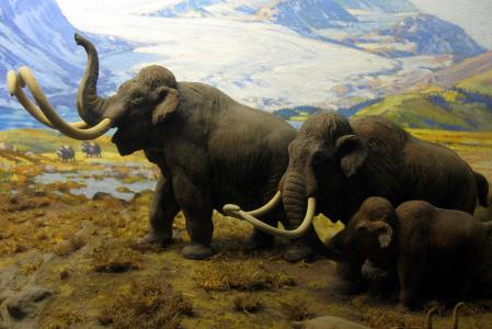 北美哺乳动物,猛犸象,HD