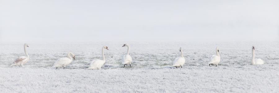 冬天,天鹅,雪,8k（水平）