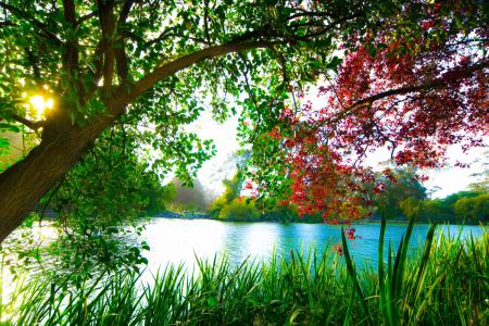 湖边绿荫下的自然景色