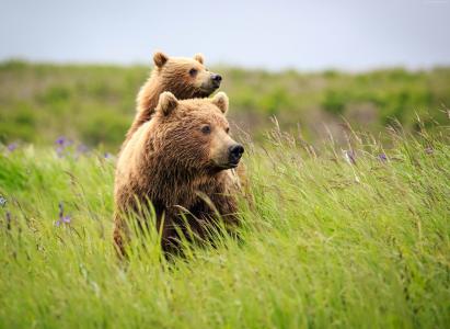 熊,可爱的动物,草,4k（水平）