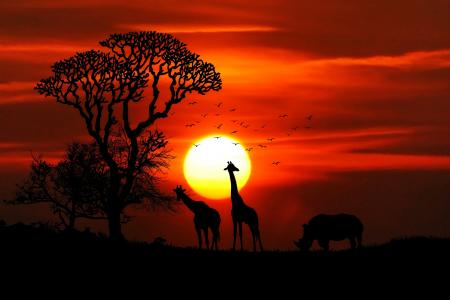 日落,长颈鹿,犀牛,剪影,高清