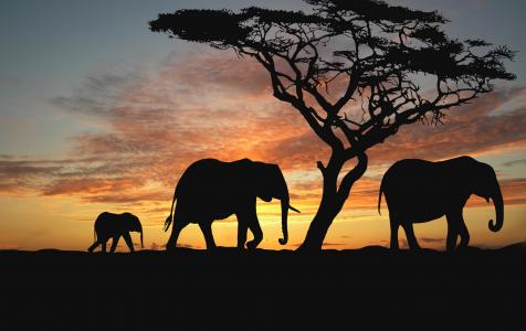 非洲大草原,大象,日落,剪影