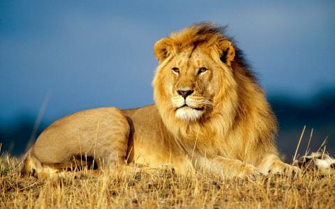 非洲狮子王