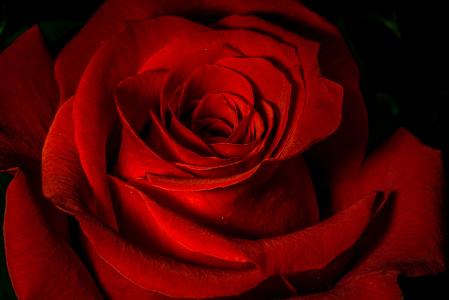 红玫瑰,高清