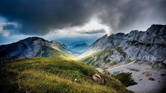 皮拉图斯山,5k,4k壁纸,瑞士,山,草地,山羊,云（水平）