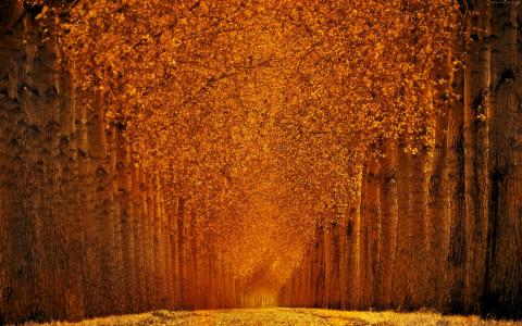 秋天的公园,5k,4k壁纸,树,叶子（水平）