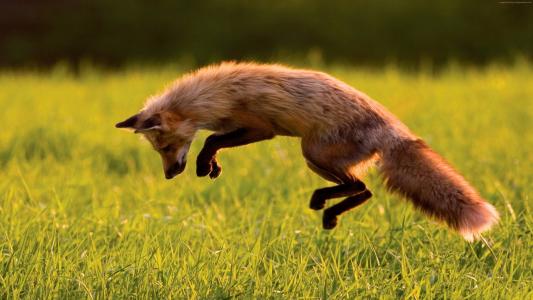 红狐狸,绿草,跳跃,阳光灿烂的日子,野性（水平）
