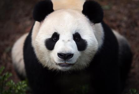 Сhina熊猫,熊,中国,动物,动物园,黑色,白,眼睛,野生,性质（水平）
