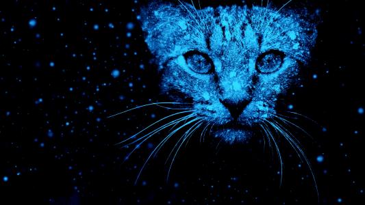 猫,雪,霓虹蓝,高清