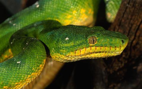 Python,新加坡,动物园,翡翠,绿色,蛇,眼睛,特写镜头（水平）