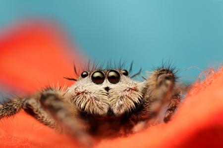 跳跃蜘蛛,5k,4k壁纸,8k,宏,黑色,眼睛,蓝色,橙色,昆虫,可爱,蜘蛛纲（水平）