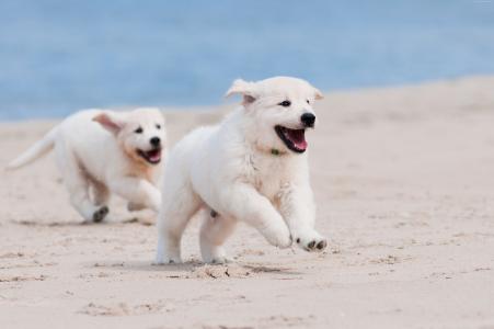 狗,小狗,白,动物,宠物,沙滩,沙,海（水平）