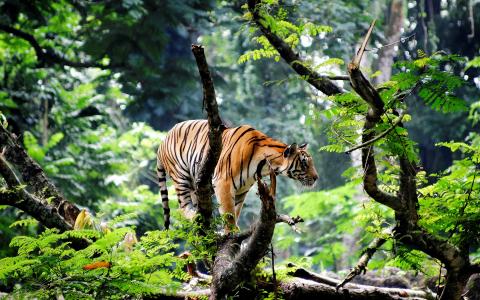 孟加拉虎在丛林中