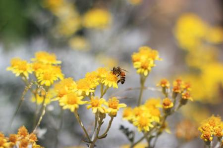 蜜蜂,授粉,黄色的花朵,5K