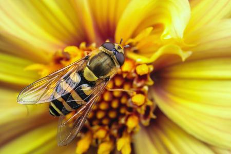 蜂,黄蜂,花,黄色,翅膀,宏,条纹,昆虫（水平）