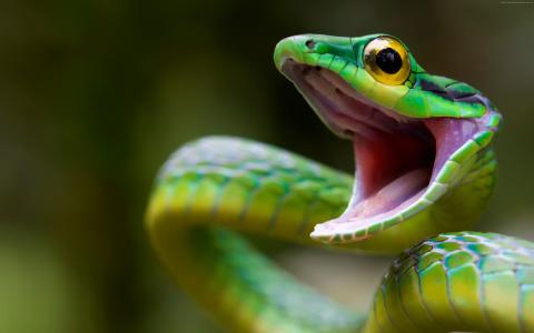 狡猾的鹦鹉蛇,蛇,绿色,危险,眼睛（水平）