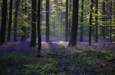 森林,风信子,阳光,春天,比利时哈雷,4k,5k（水平）