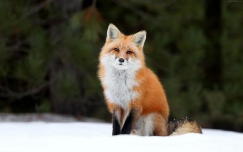 狐狸,雪,4k（水平）