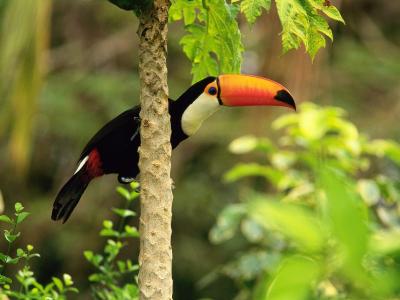 托哥巨嘴鸟在热带森林里