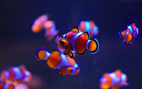 小丑鱼,海洋生物水族馆,深蓝色,奥克兰,4K