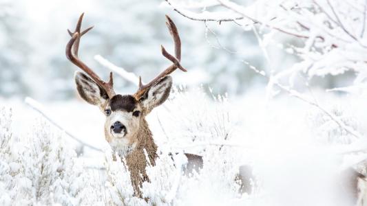 鹿,冬天的雪